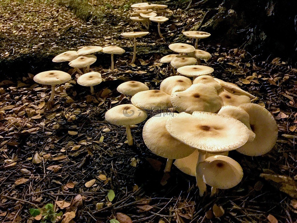 菌类,蘑菇,有毒