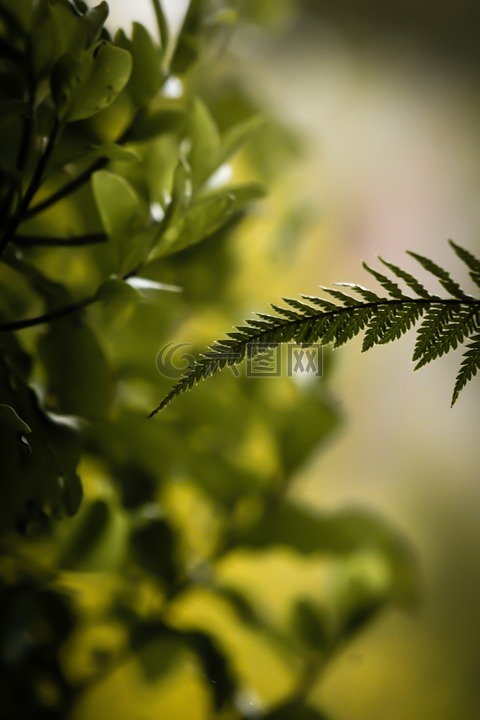 藝術,背景,模糊的背景