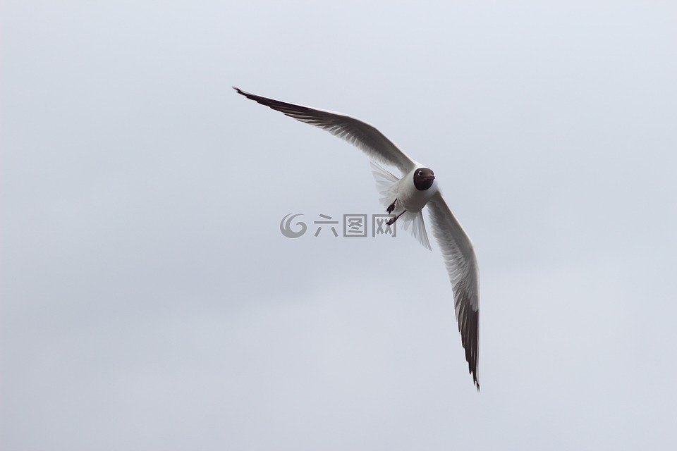 鳥(niǎo),生活的本質(zhì),性質(zhì)