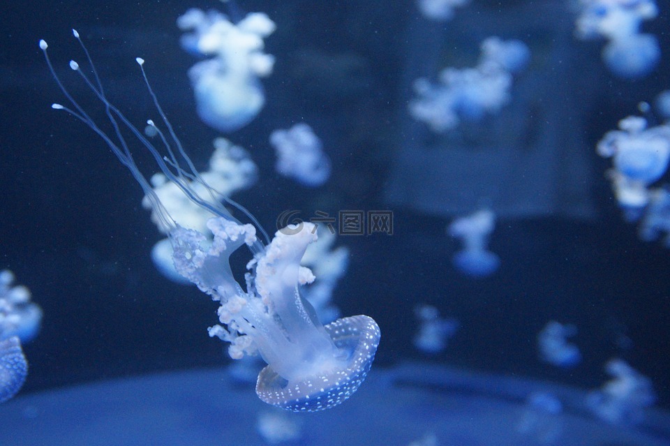 水母,軟體動(dòng)物,熒光