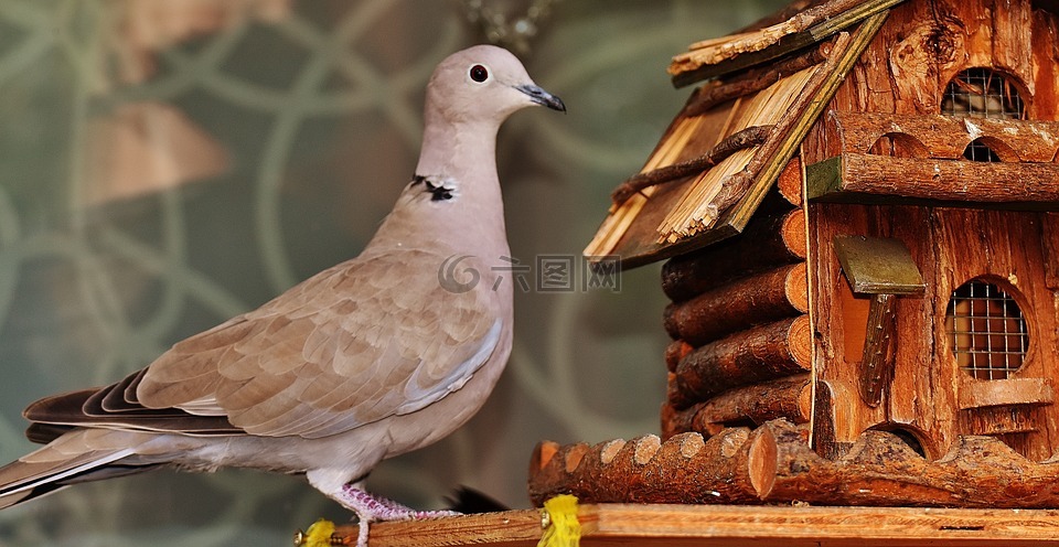 鴿子,鳥,食品