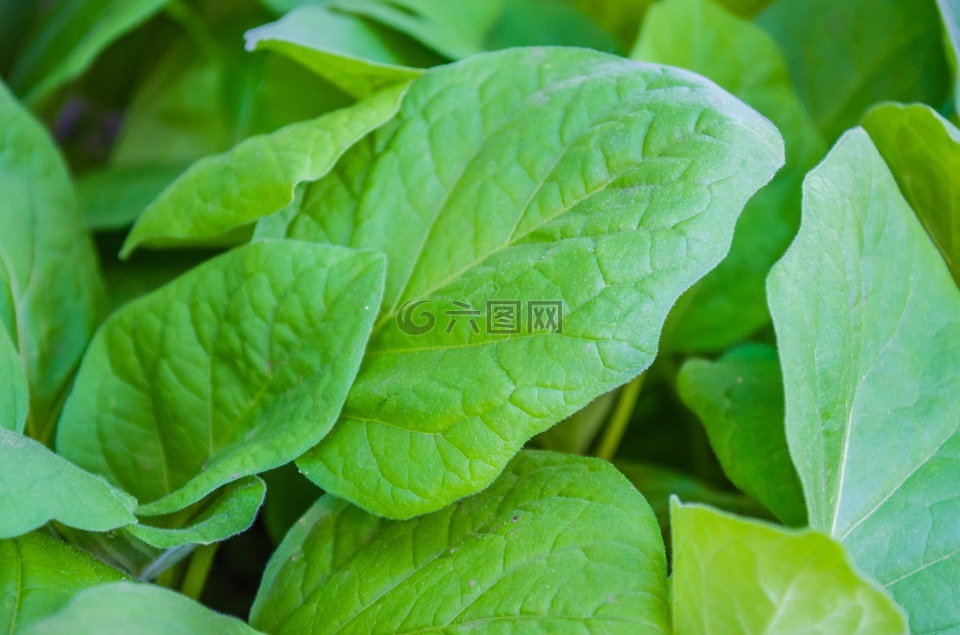 番茄植物,叶子,植物