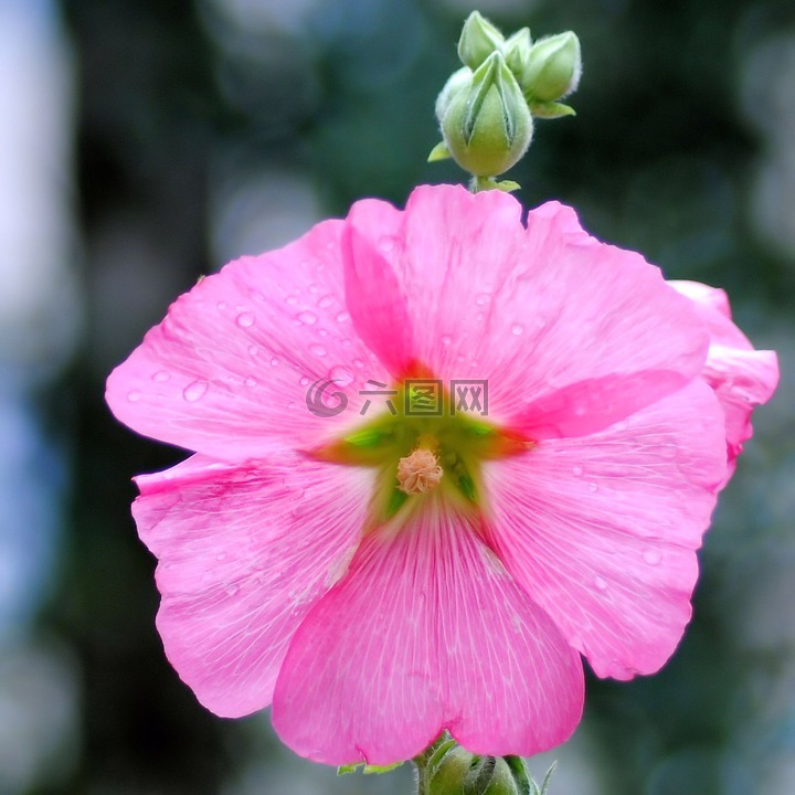 錦葵,股價(jià)上漲,開花
