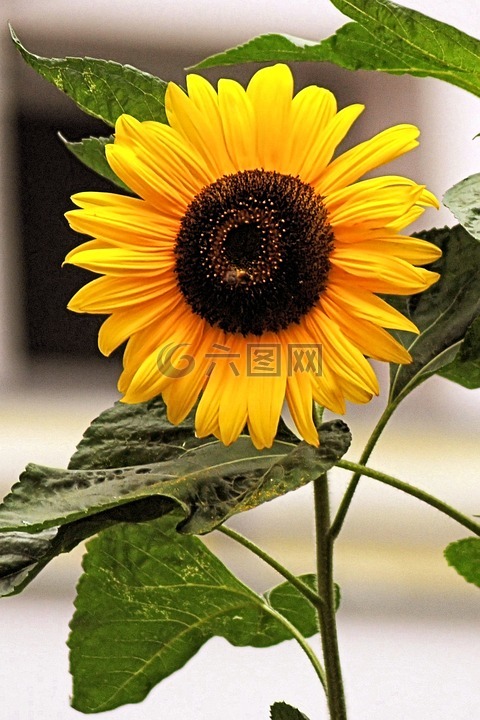 太陽(yáng)花,開(kāi)花,黃色
