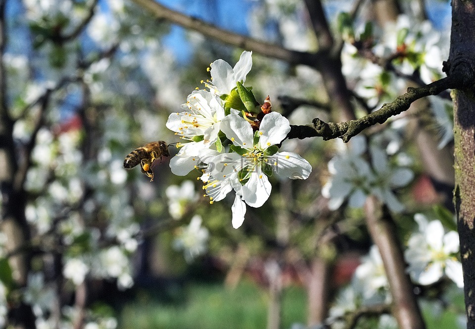 蜜蜂,授粉,花