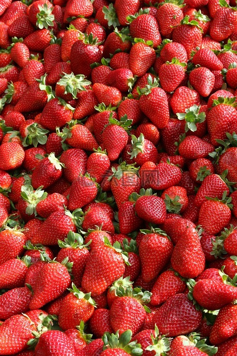 草莓,水果,红色