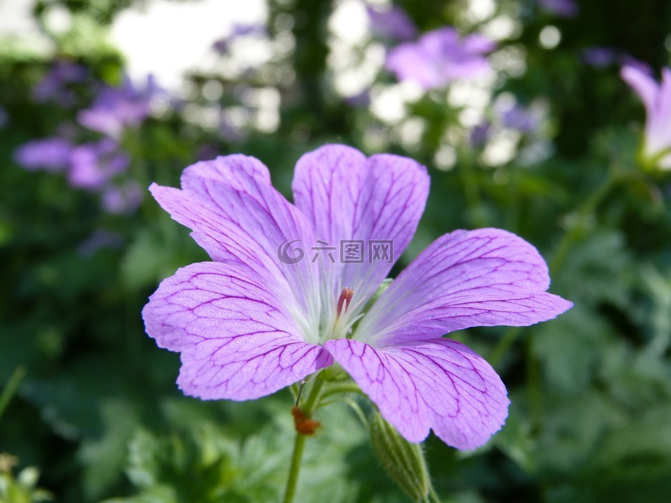花,自然,花園