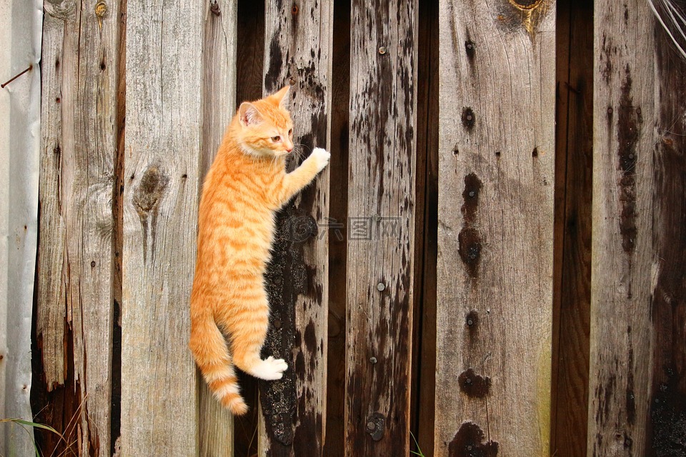 猫,小猫,爬