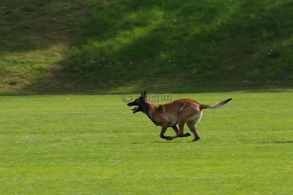 比利时牧羊犬马林诺斯犬,狗,运行