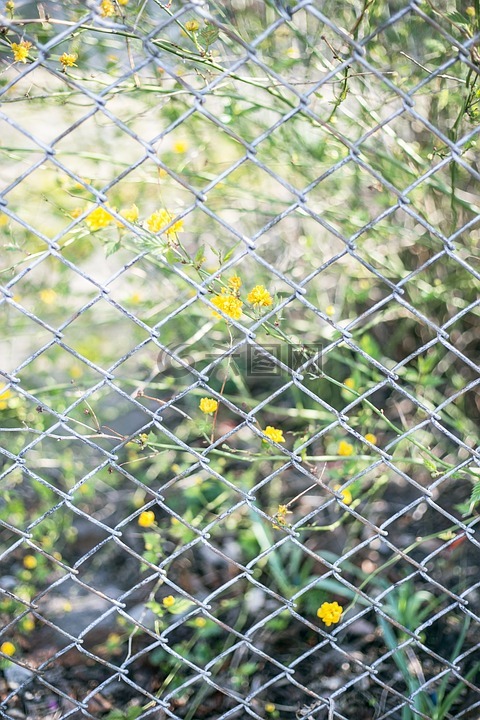 黃色,花,綠色