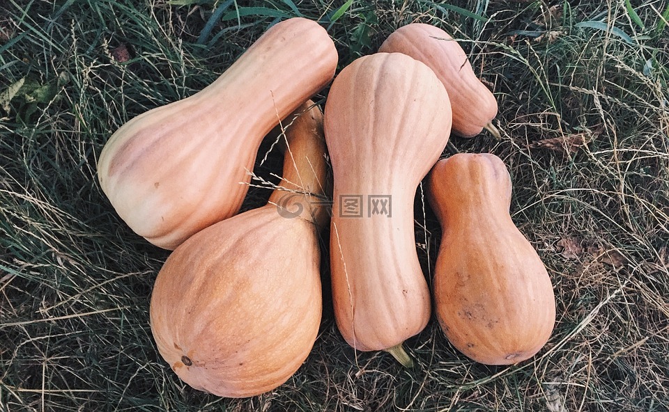 夏季,南瓜,蔬菜