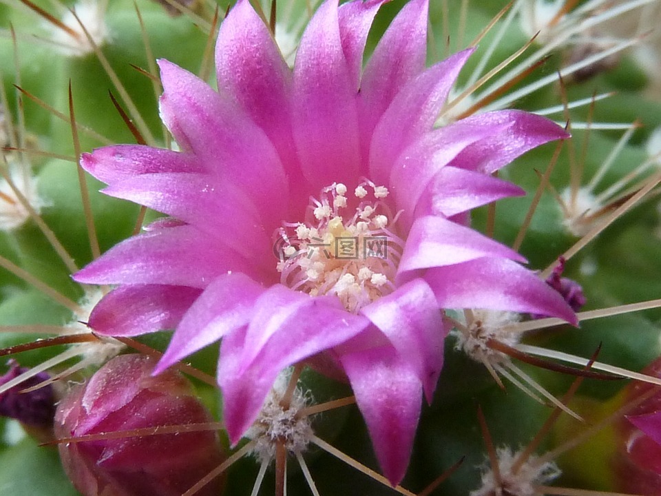 仙人掌花,粉紅色,仙人掌