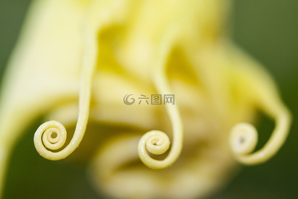 花,廠,鐘形