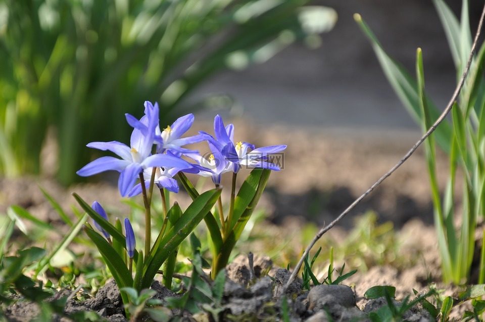 ladoňka,青春的,花