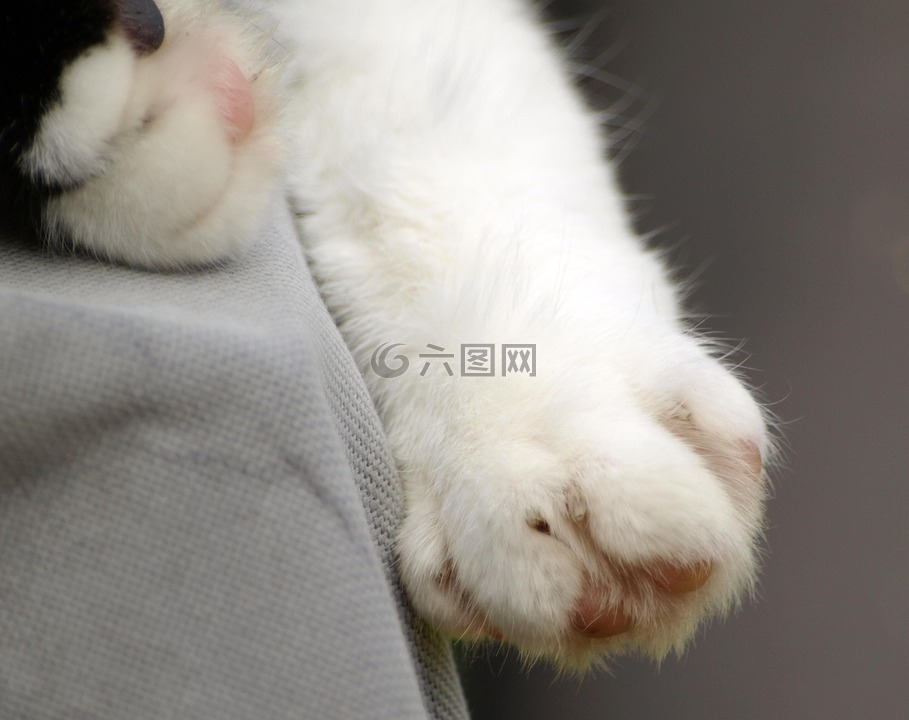 貓的爪子,爪子印,貓