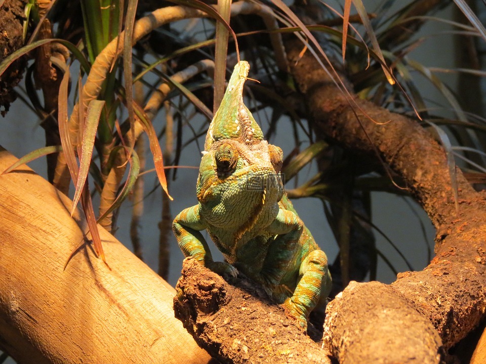 變色龍,爬行動物,動物園