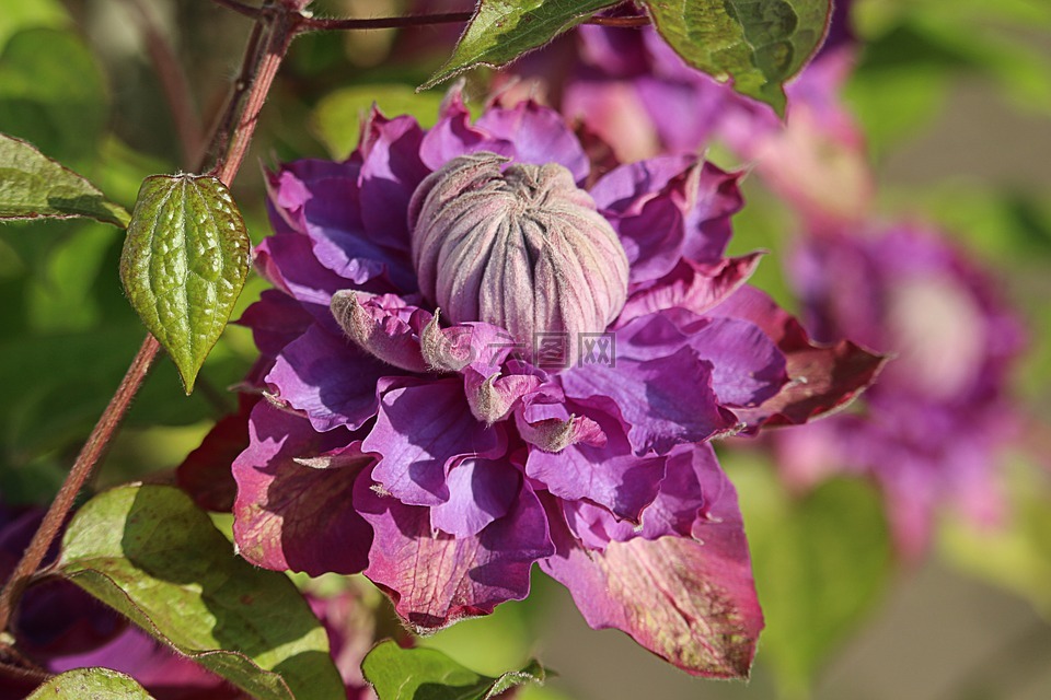 花,紫,綠色