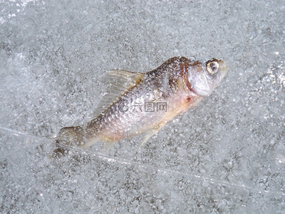 魚,冰,弗羅斯特