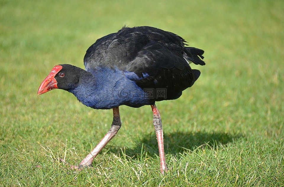 鸟,新西兰,pukeko