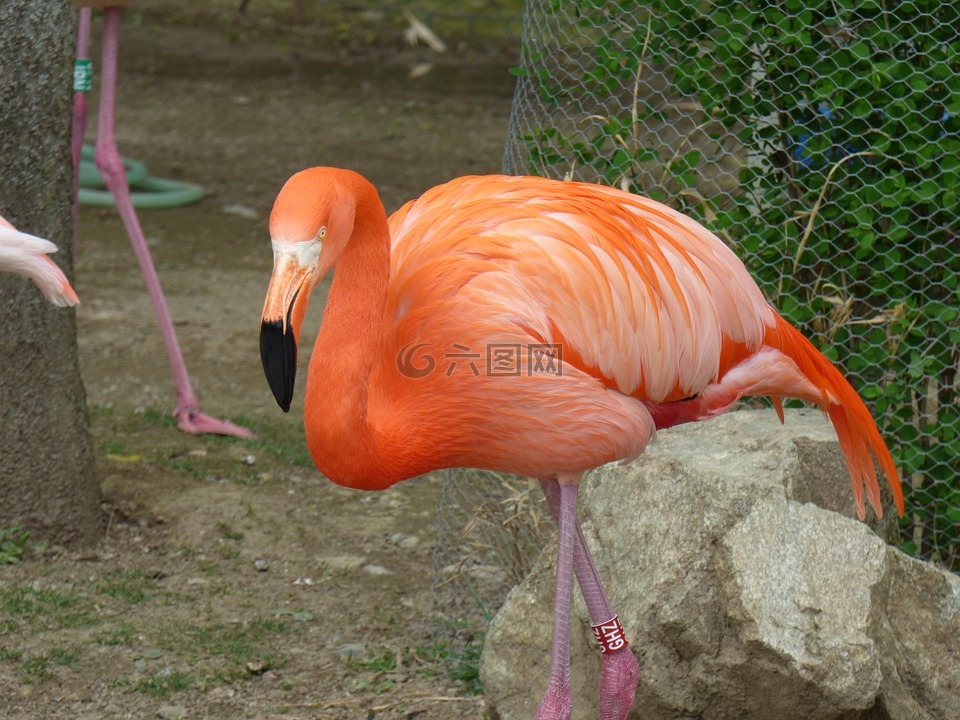 大火烈鳥,大自然,動(dòng)物園