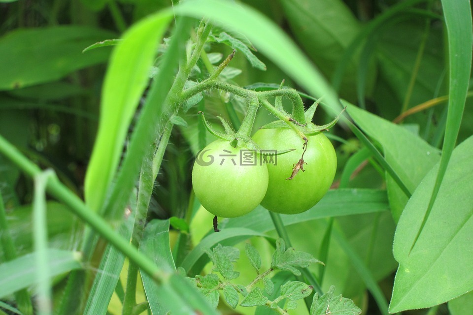 番茄,植物,绿色