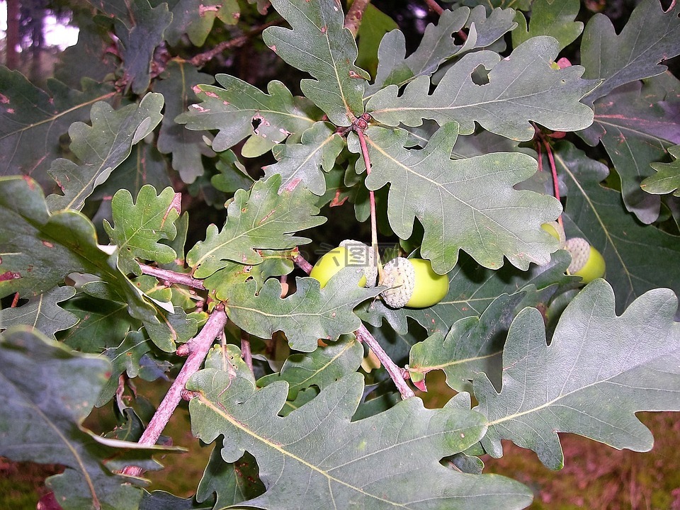 葉子,橡子,橡樹(shù)葉