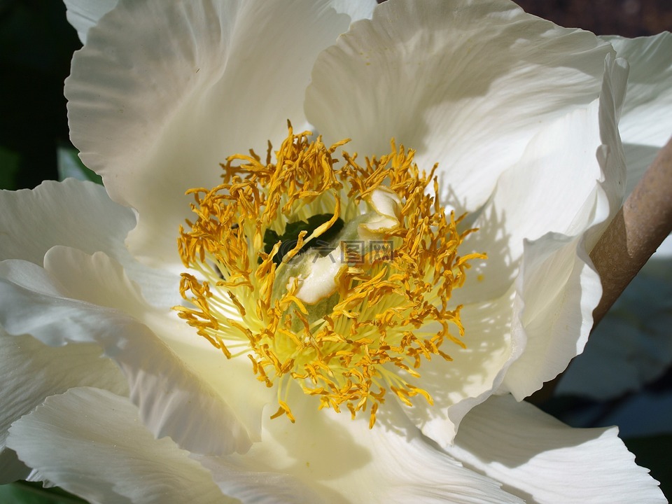 花,昆虫,花粉