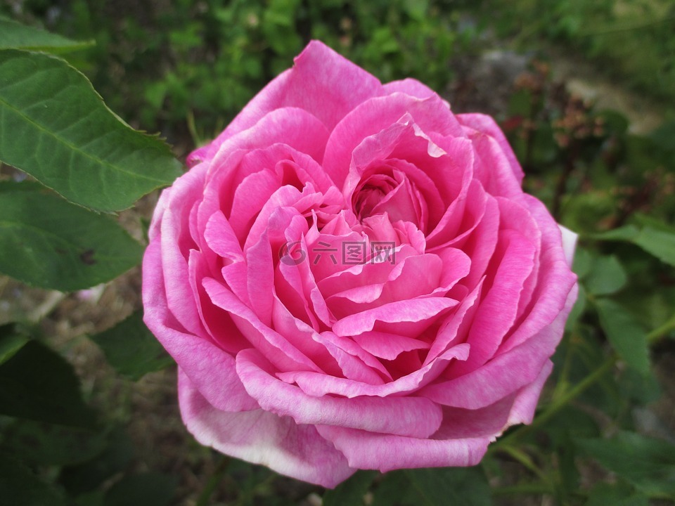 玫瑰,夏季,開花