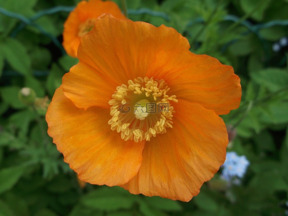 罌粟,花園,開(kāi)花
