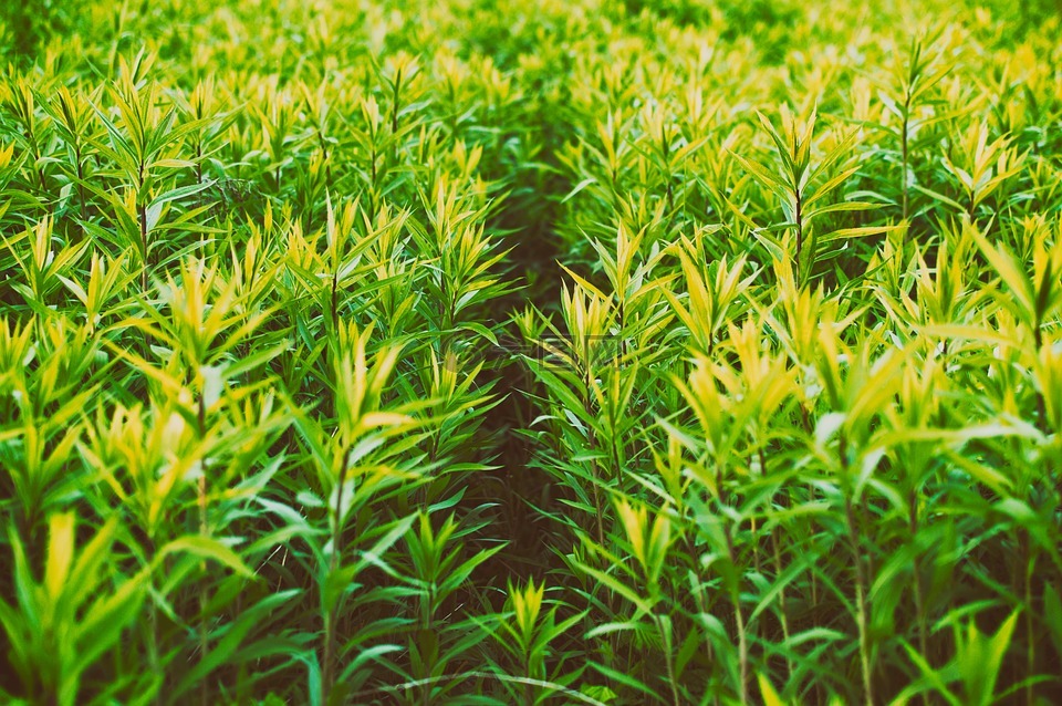 特寫,草,綠色
