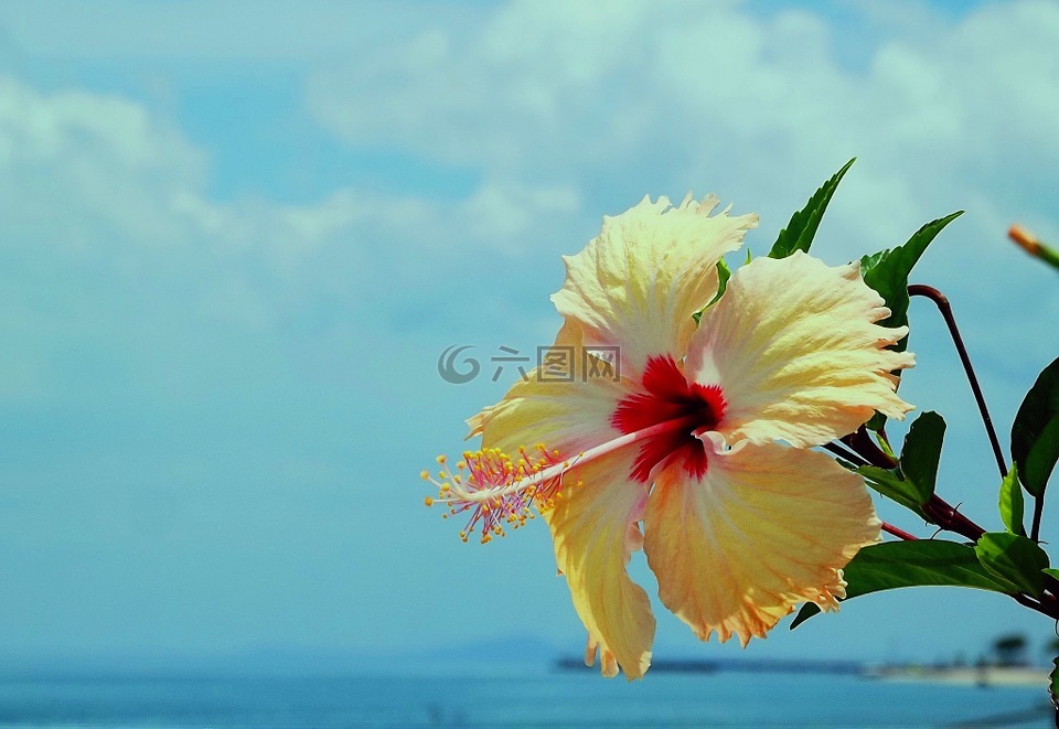花卉,mar,黃色
