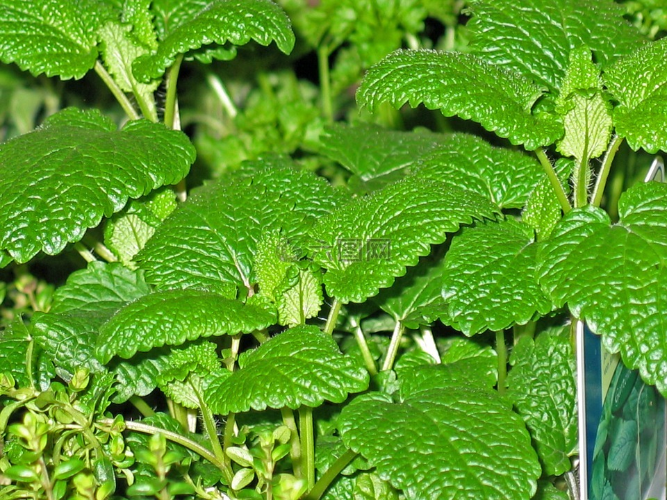 草藥,薄荷,麝香草