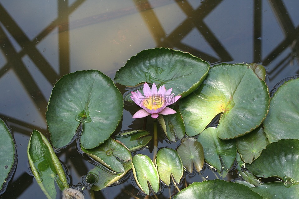 济州岛,莲花,植物园