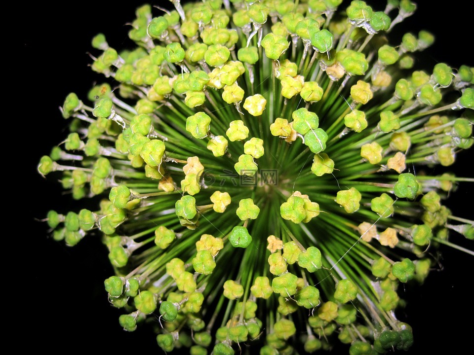 观赏葱,花,鲜花
