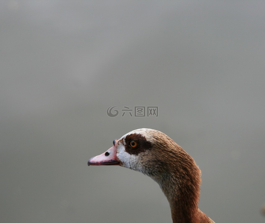 埃及鵝,鵝,雞