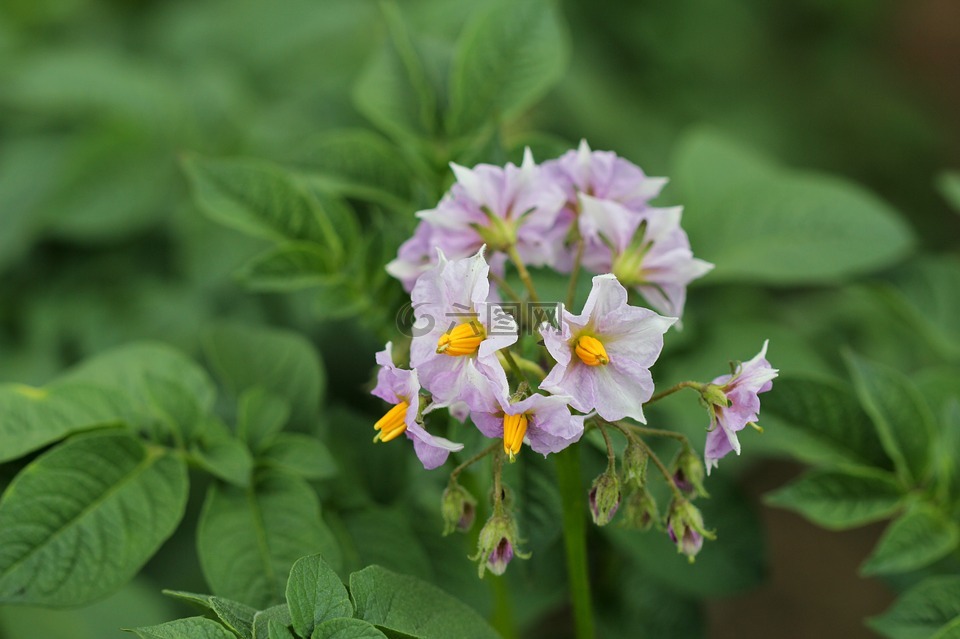 土豆花花瓣雄蕊