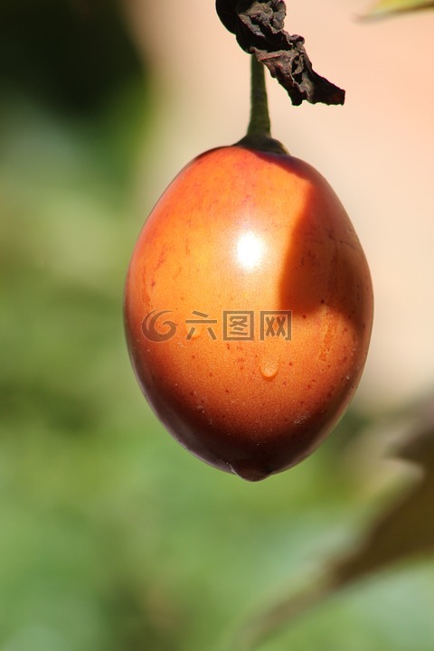 番茄树,番茄,水果