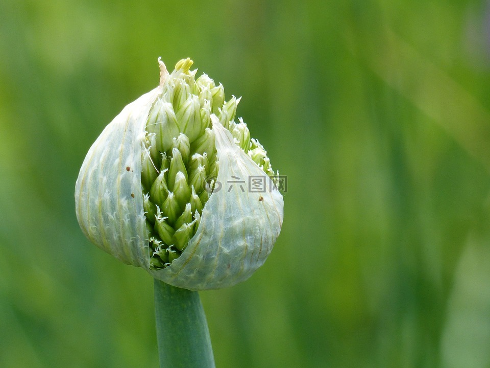 大蔥,蔬菜,花園