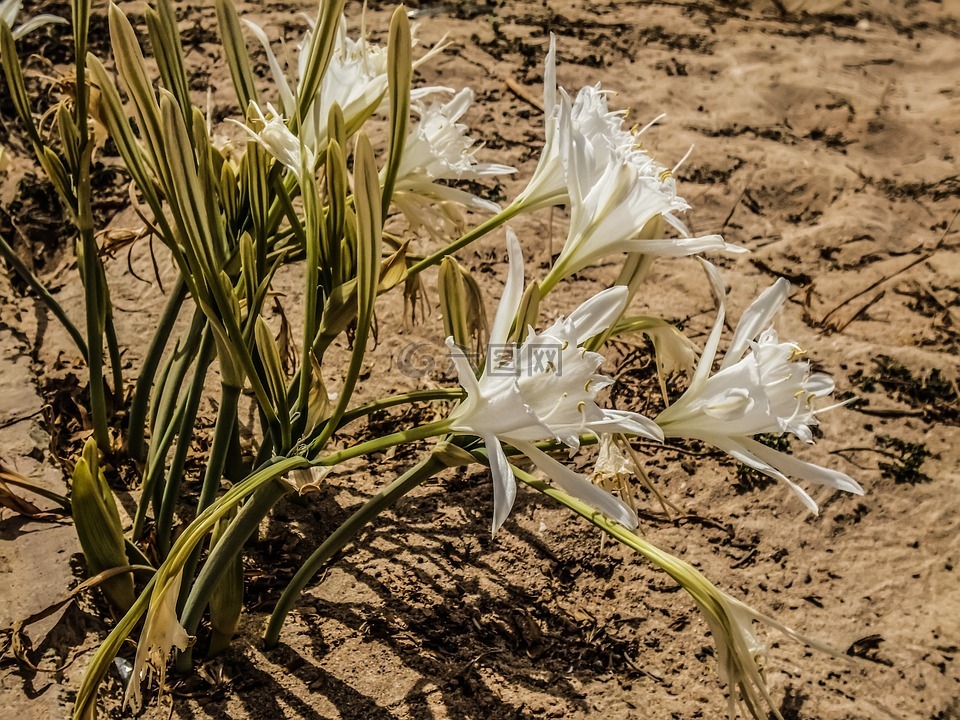 pancratium maritimum,百合,花