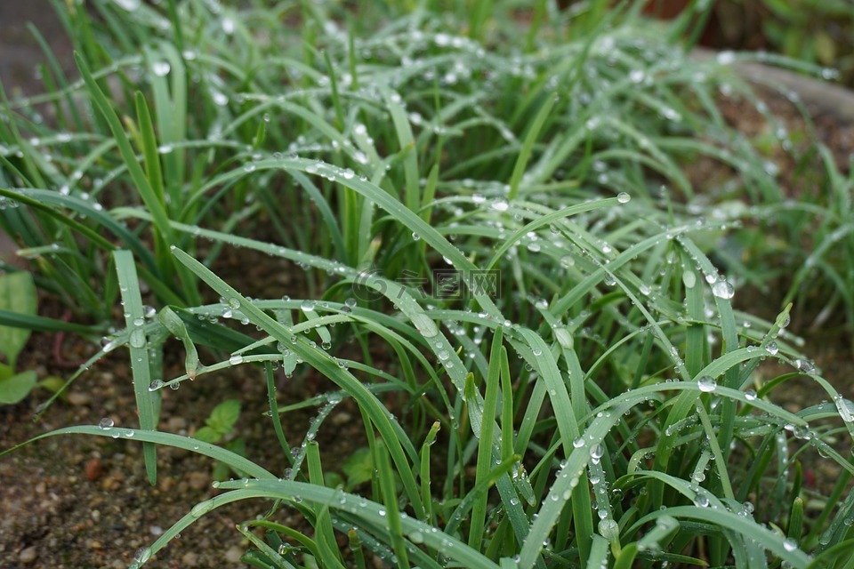 植物,綠色,韭菜