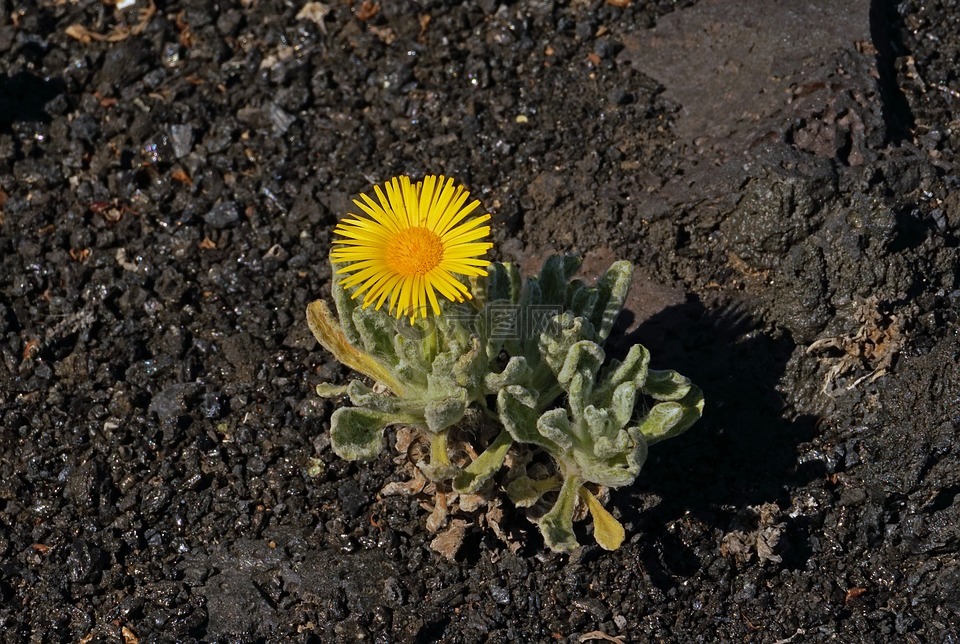 無節(jié)幼體,中間,花