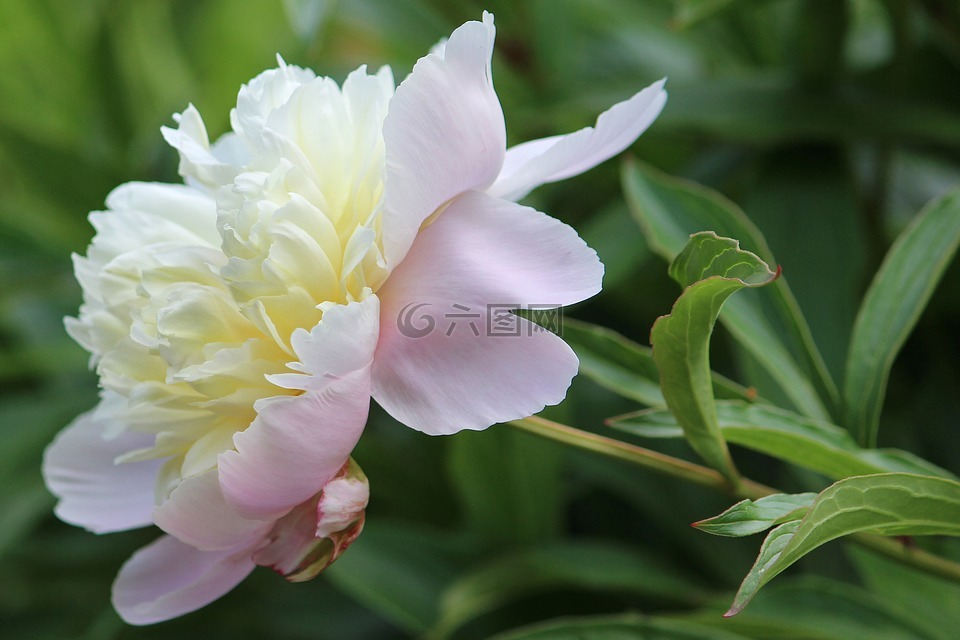牡丹,白,開花