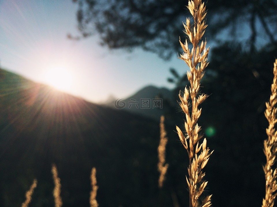 草,陽光,山