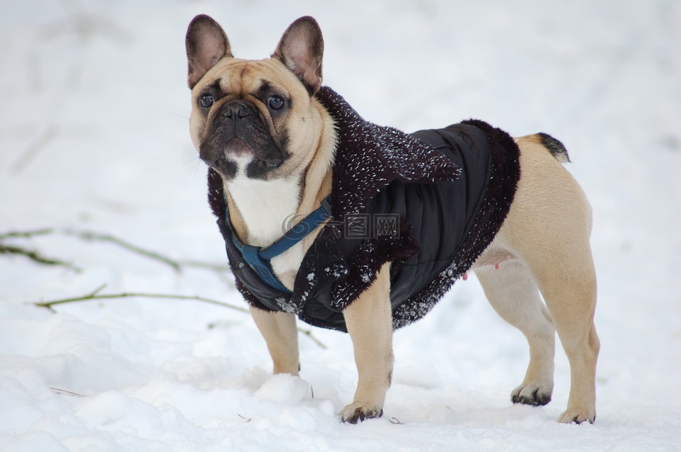 斗牛犬,狗,雪