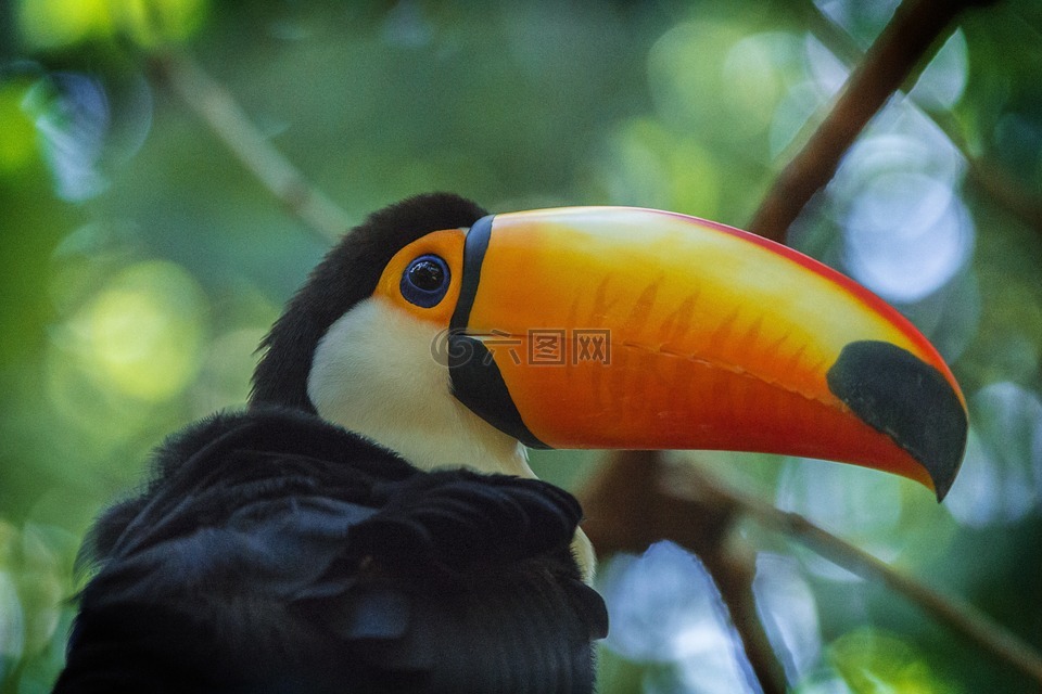 動物,鳥,自然