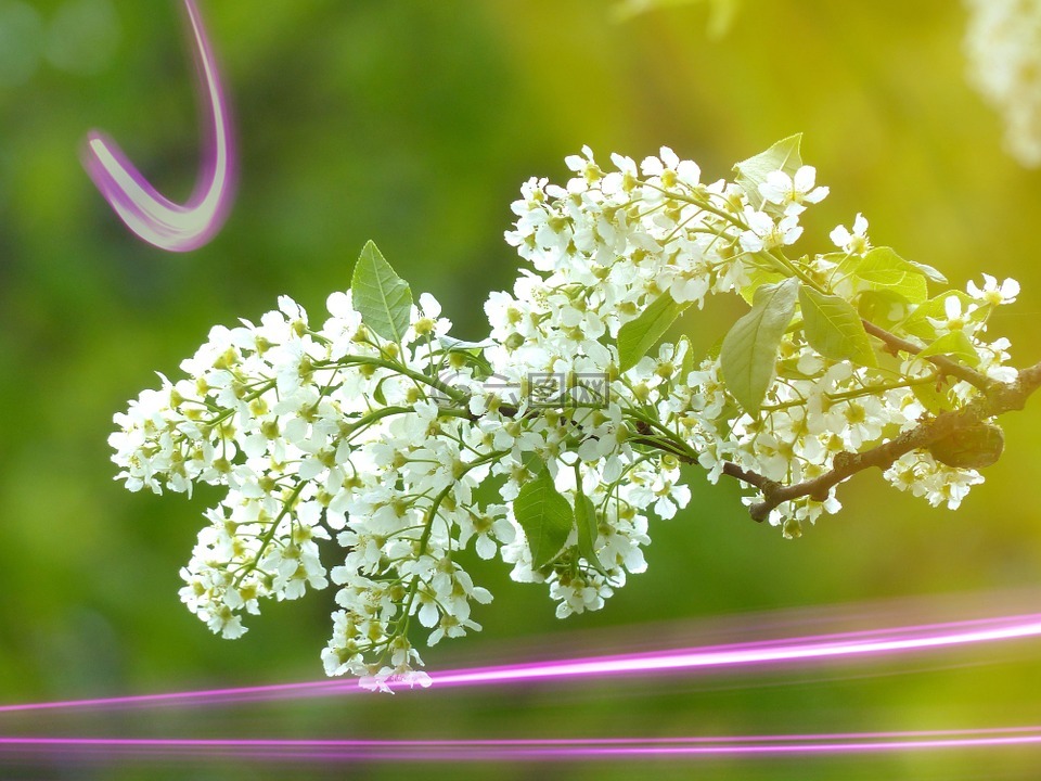 葡萄開花,樹,開花