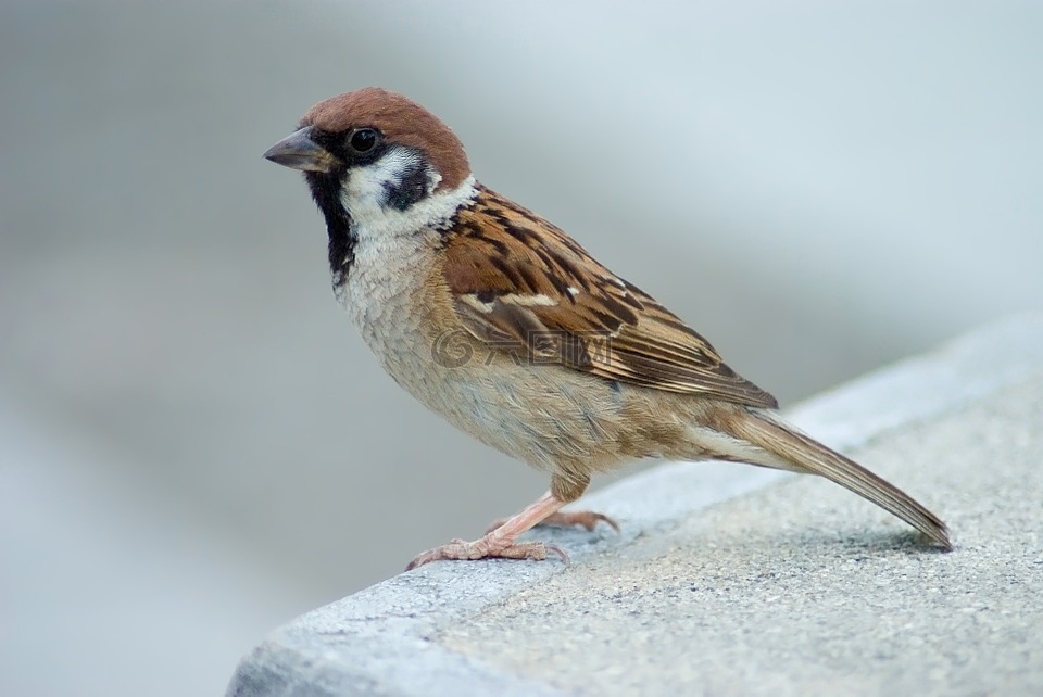樹麻雀,鳥,坐