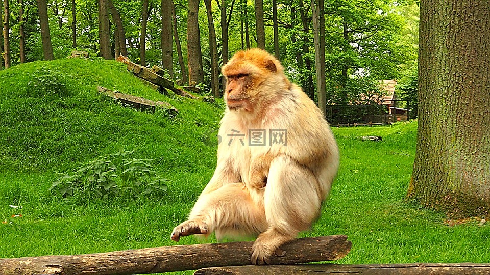 猴子,動(dòng)物園,動(dòng)物