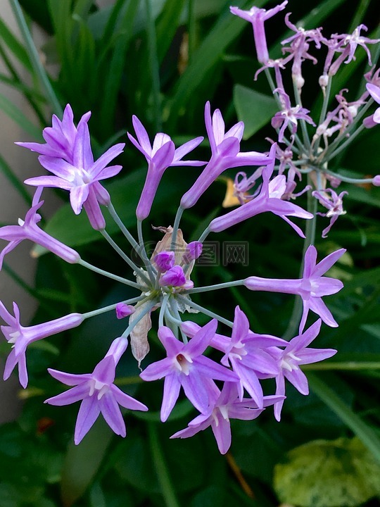 小花朵,淡紫色的花瓣,花