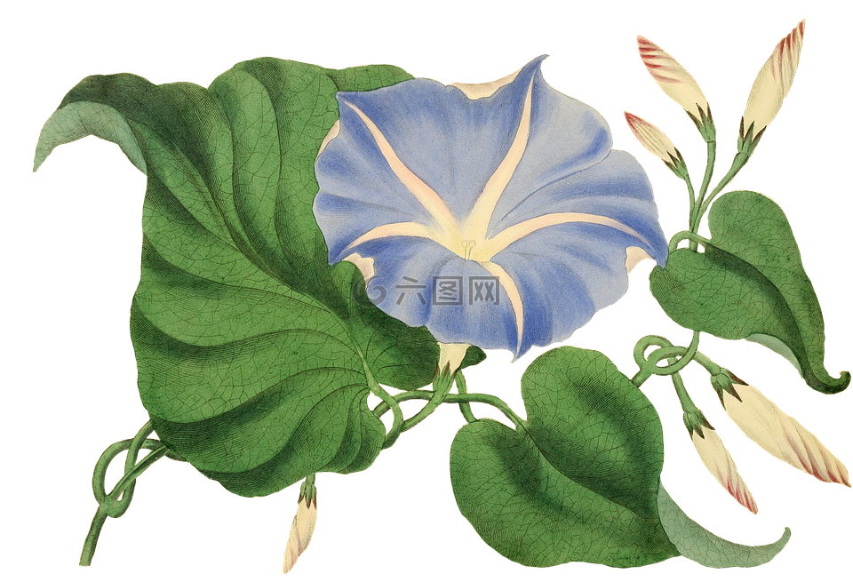 花,開(kāi)花,廠